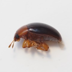 Pseudischyrus extricatus