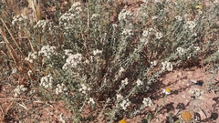 Achillea santolinoides