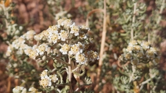 Achillea santolinoides