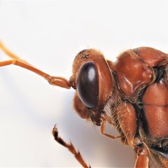 Priocnessus nuperus