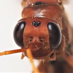 Priocnessus nuperus