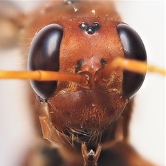 Priocnessus nuperus