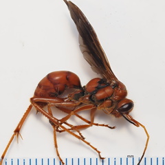 Priocnessus nuperus