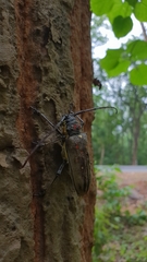 Batocera rufomaculata