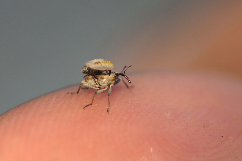 Poophagus hopffgarteni