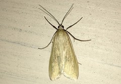 Loxostege turbidalis