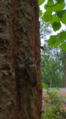 Batocera rufomaculata