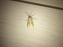 Loxostege turbidalis