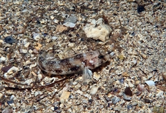 Gobius roulei