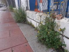 Sonchus tenerrimus