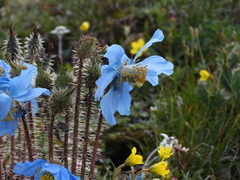 Meconopsis horridula