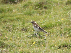 Montifringilla henrici