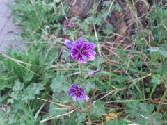 Malva sylvestris