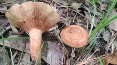 Lactarius peckii