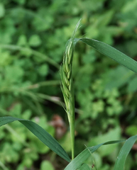 Elymus virginicus