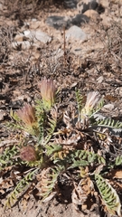 Jurinea humilis