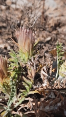Jurinea humilis