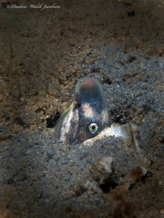 Bascanichthys bascanium