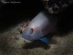 Hypoplectrus nigricans