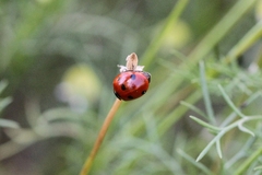 Coccinella septempunctata