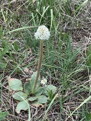 Micranthes rhomboidea