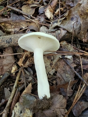 Lactifluus glaucescens