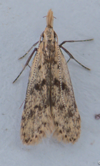 Dichomeris punctipennella