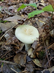 Lactifluus glaucescens