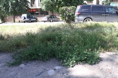 Tripleurospermum inodorum