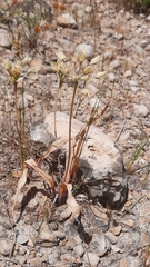 Allium moly glaucescens