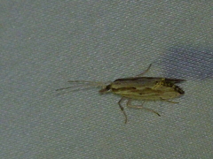 Plutella porrectella