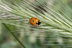 Coccinella septempunctata