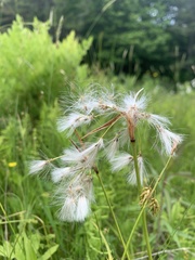 Eriophorum viridicarinatum