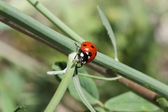 Coccinella septempunctata