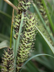 Carex senta