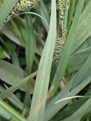 Carex senta