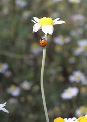 Coccinella septempunctata