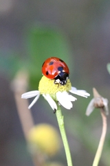 Coccinella septempunctata