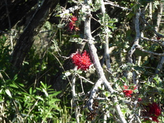 Schotia capitata
