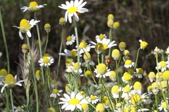 Tripleurospermum inodorum