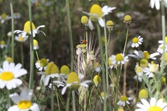 Coccinella septempunctata