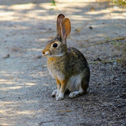 iNaturalist observation photo of Desert Cottontail
