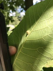 Phylloxera caryaefoliae