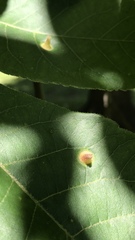 Phylloxera caryaefoliae