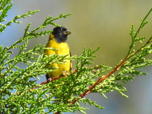 Olivaceous Siskin (Spinus olivaceus), photo 6
