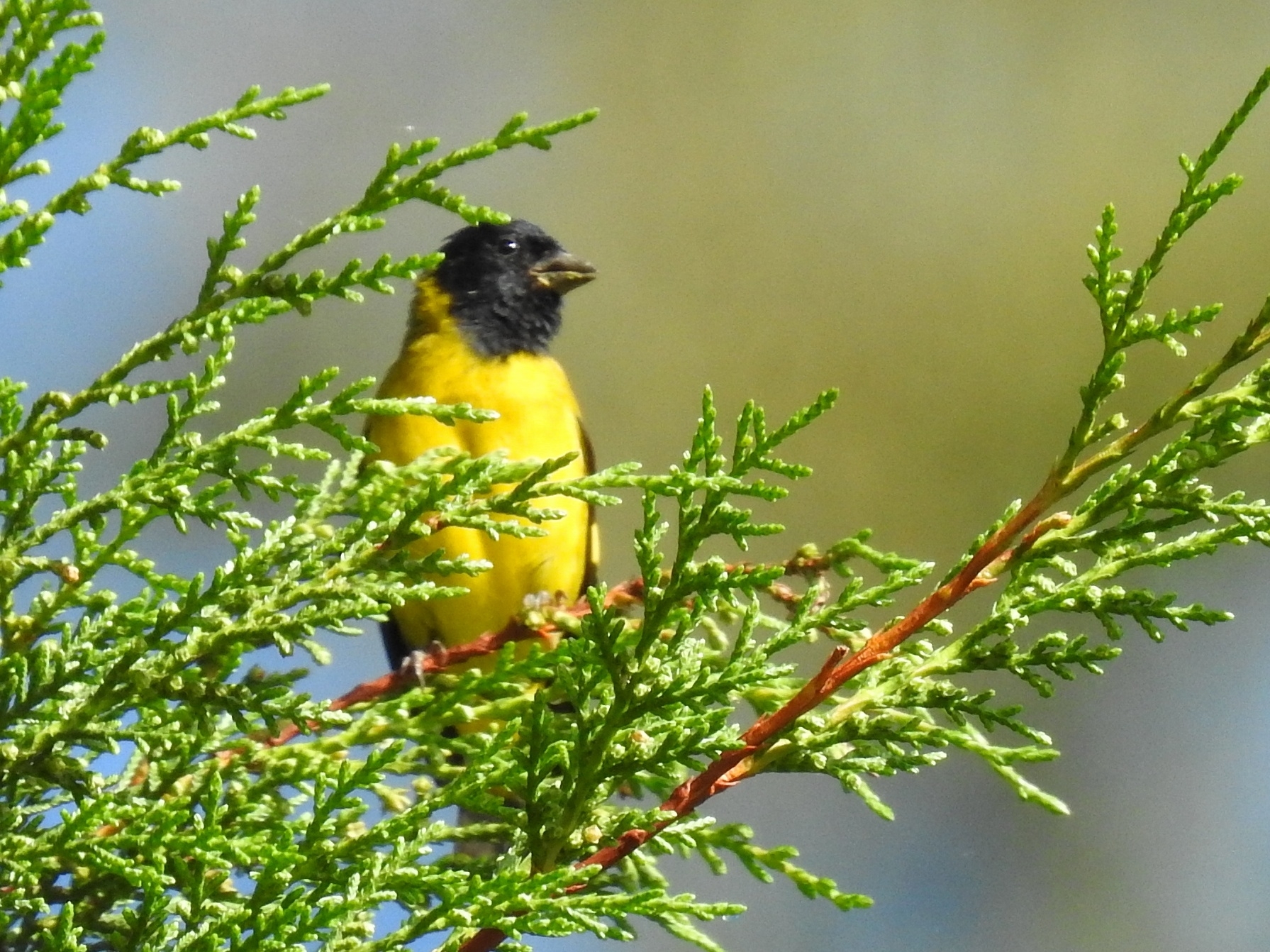 Olivaceous Siskin (Spinus olivaceus), photo 6