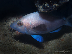 Hypoplectrus nigricans