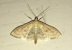 Paratalanta pandalis