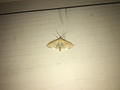 Paratalanta pandalis