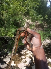 Nerodia erythrogaster
